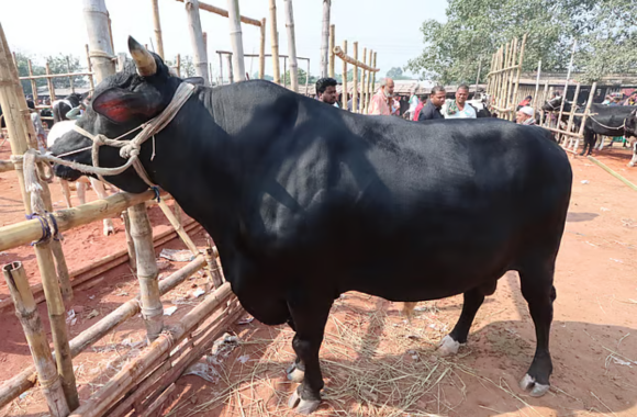 গরুর দাম কম, মালিক বললেন—”এই গরু পাইল্যা আমার গোবরটাই লাভ হইচে”